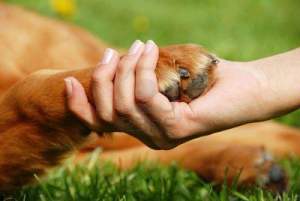 6857285-pata-de-perro-amarillo-y-la-mano-humana-agitacion-amistad