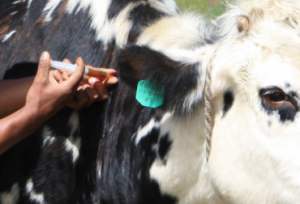 libredebrucelosis