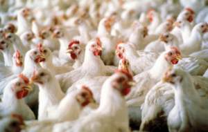 Pollos-8-400x255