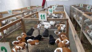 mejoran-crianza-de-cuy-en-asociacion-cerro-b-1945-jpg_604x0