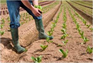 Anlisis-del-sector-agrario