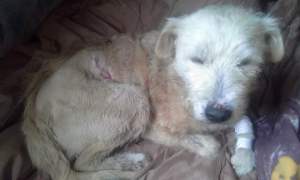 24058678_922852211213227_7656384664671047644_n