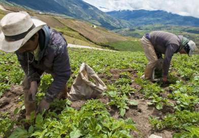 Celebran día del Agricultor en el Resguardo de Ipiales