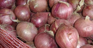 Consolida compromisos estructurales con el sector campesino cebollero