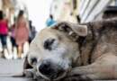 Rechazan presunto envenenamiento de mascotas en Las Lajas