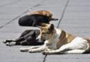 Presunto envenenamiento de perros genera alarma en Las Lajas, Ipiales