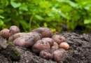 Gobernación activa programa “Nariño Responde” para atender afectaciones en el campo Gobernación activa programa “Nariño Responde” para atender afectaciones en el campo