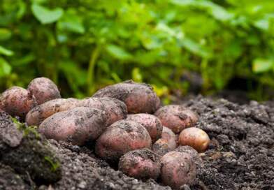 Gobernación activa programa “Nariño Responde” para atender afectaciones en el campo Gobernación activa programa “Nariño Responde” para atender afectaciones en el campo