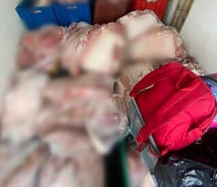 Incautan más de 1.400 kilos de carne de cerdo sin condiciones sanitarias