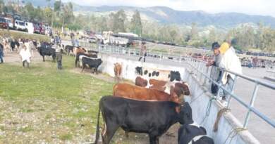 Reabren mercados de ganado de Túquerres y Guachucal Reabren mercados de ganado de Túquerres y Guachucal