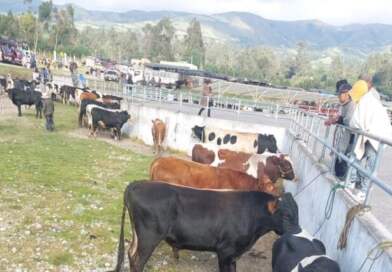 Reabren mercados de ganado de Túquerres y Guachucal Reabren mercados de ganado de Túquerres y Guachucal