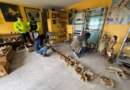 Recuperan 62 piezas arqueológicas hurtadas y decomisan madera protegida en Nariño