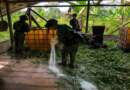 Ejército destruye laboratorio para procesamiento de coca en zona rural de Ipiales Ejército destruye laboratorio para procesamiento de coca en zona rural de Ipiales