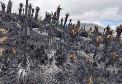 Nariño: Más de 2.400 hectáreas han sido afectadas por incendios forestales Nariño: Más de 2.400 hectáreas han sido afectadas por incendios forestales