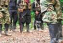 Ejército golpea a Comuneros del Sur en Nariño: tres muertos y un capturado.