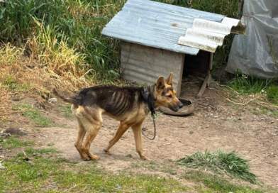 Caso de maltrato animal deja una captura en zona rural de Córdoba Caso de maltrato animal deja una captura en zona rural de Córdoba