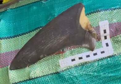 A la cárcel hombre hallado con más de 4.000 aletas de tiburón A la cárcel hombre hallado con más de 4.000 aletas de tiburón